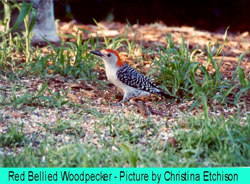 ../Images/Woodpecker.jpg