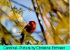 Thumbs/tn_Cardinal2.jpg